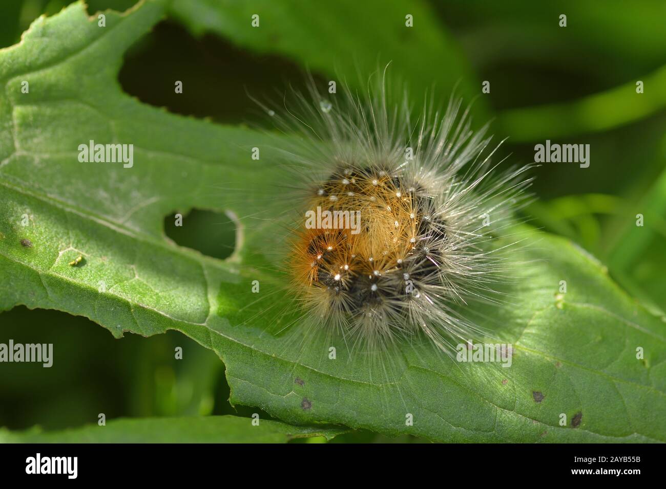 Caterpillar de l'ours brun (papillon) Banque D'Images