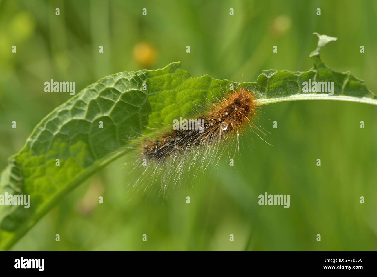 Caterpillar de l'ours brun (papillon) Banque D'Images
