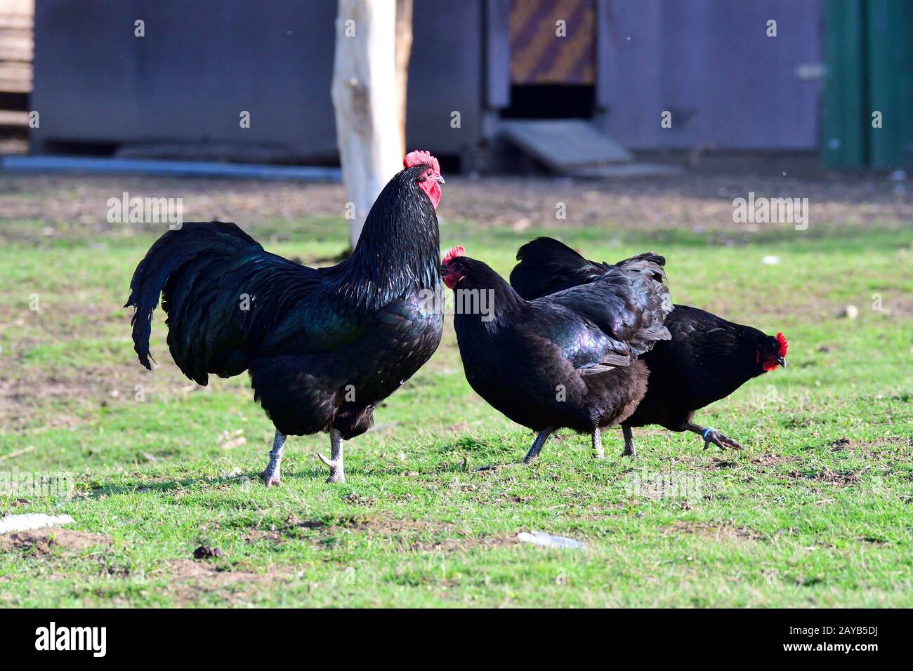 Australorp Chickens Banque D'Images