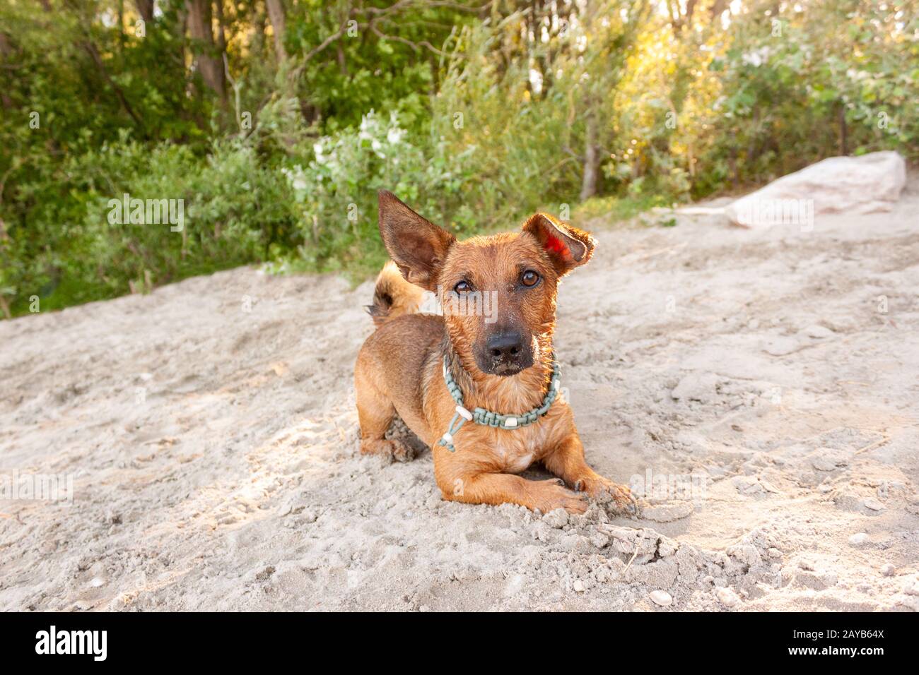 Petit chien de race mélangée jouant à la plage de la rivière dans le sable avec ses jouets. Chien, style de vie d'été an Banque D'Images
