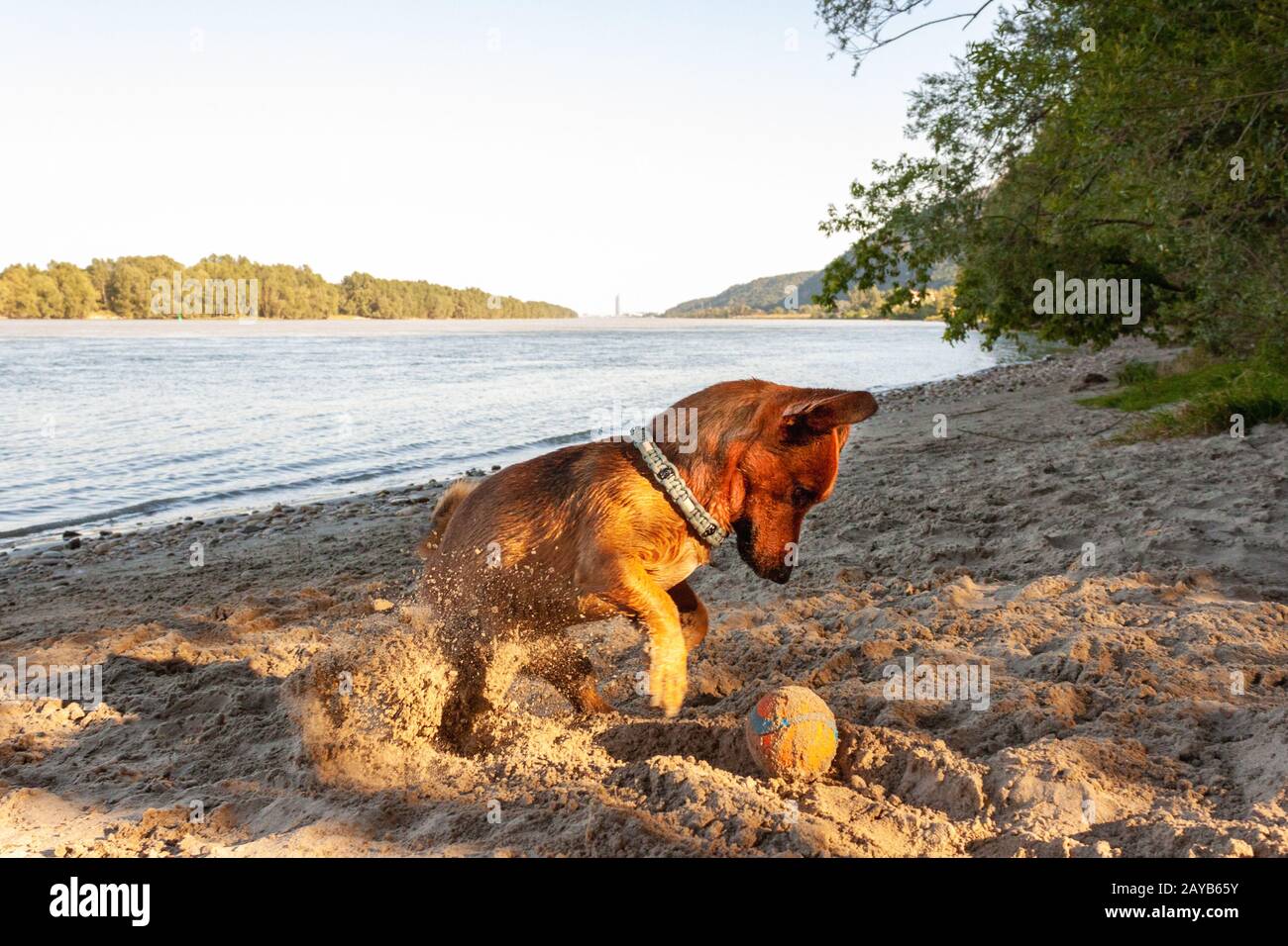 Petit chien de race mélangée jouant à la plage de la rivière dans le sable avec ses jouets. Chien, style de vie d'été an Banque D'Images
