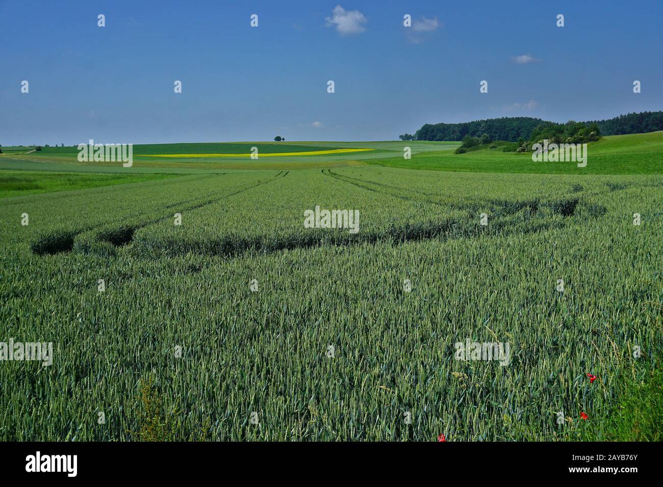 Paysage sur l'Alb swabian avec champs et prairies Banque D'Images