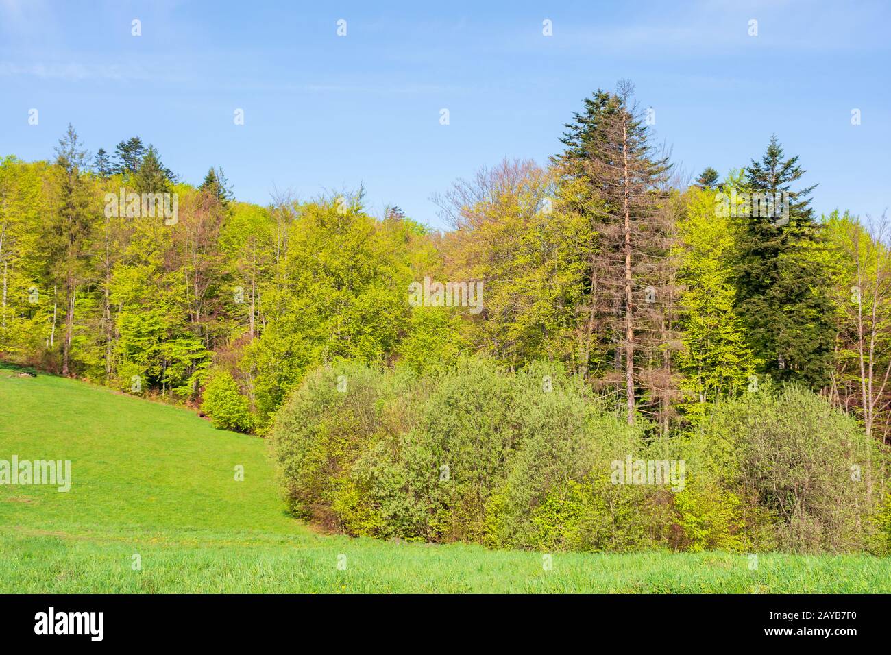 forêt sur la colline au printemps. beau paysage naturel une journée ensoleillée. prairie dans l'herbe verte fraîche Banque D'Images