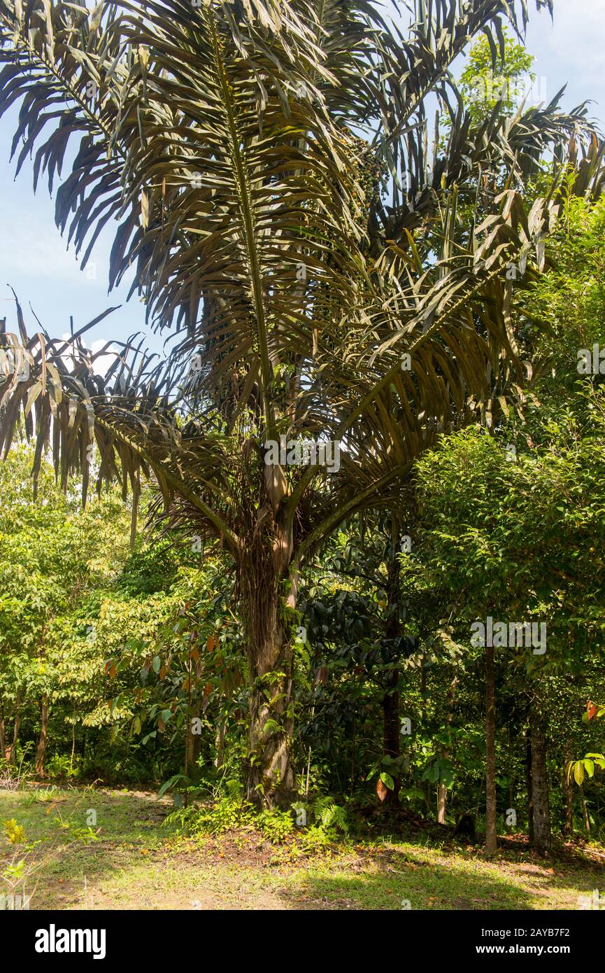 Palmier à sucre (Arenga pinnata) à Samboja, près de Balikpapan, sur Kalimantan, Indonésie. Banque D'Images