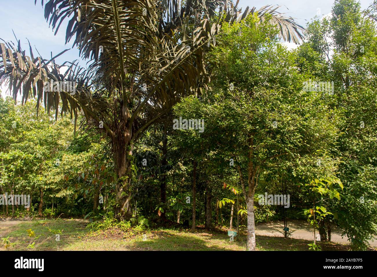 Palmier à sucre (Arenga pinnata) à Samboja, près de Balikpapan, sur Kalimantan, Indonésie. Banque D'Images