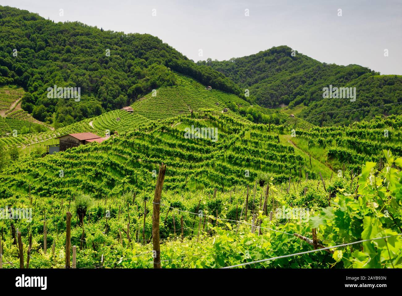 Collines et vallées verdoyantes avec vignobles de la région viticole de Prosecco Banque D'Images