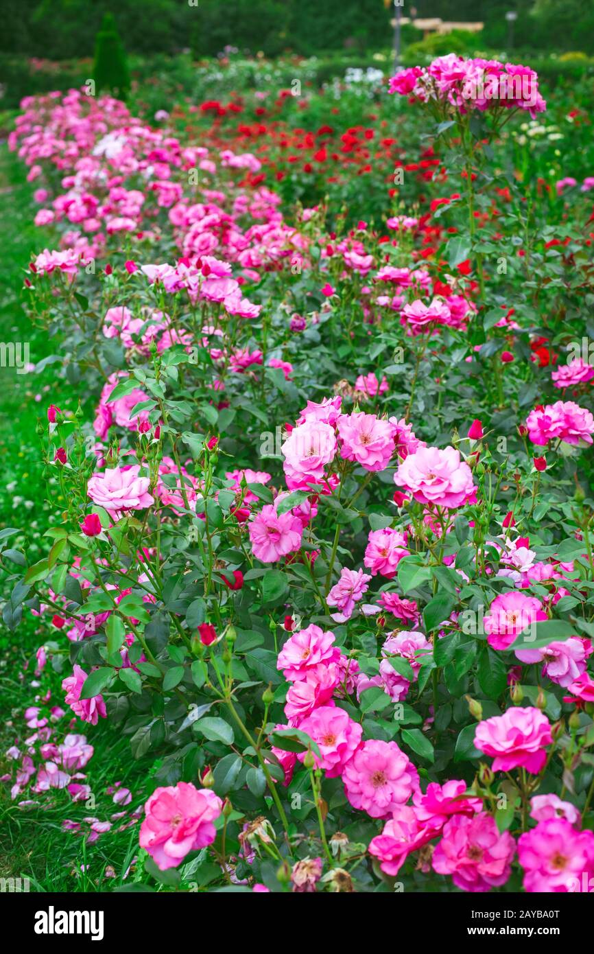 Jardin de roses roses Banque D'Images