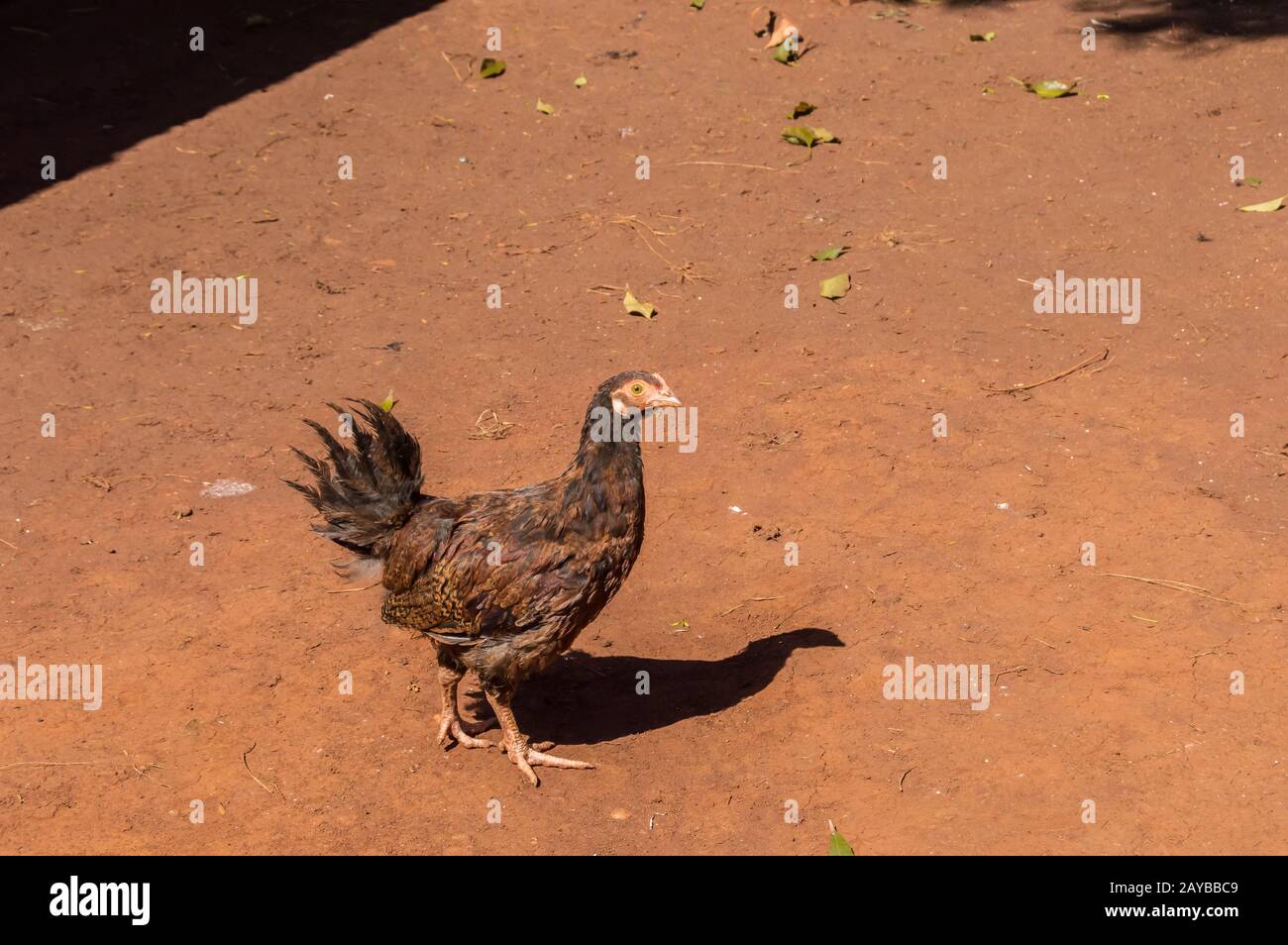 Portrait de Brown Hen debout sur le sol. Banque D'Images