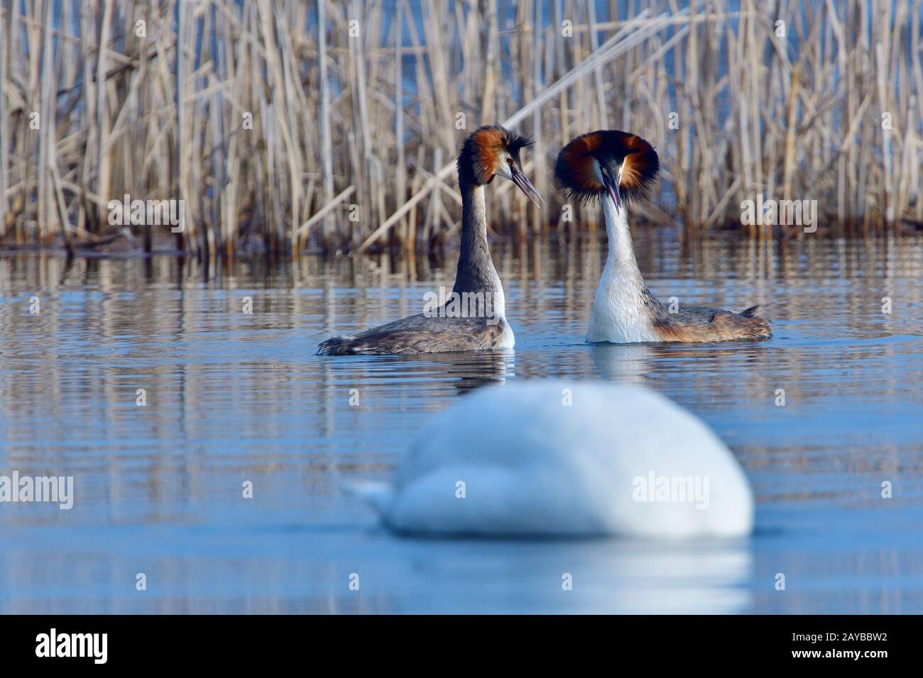 Super Crested Grebe à la Penguin Dance Banque D'Images