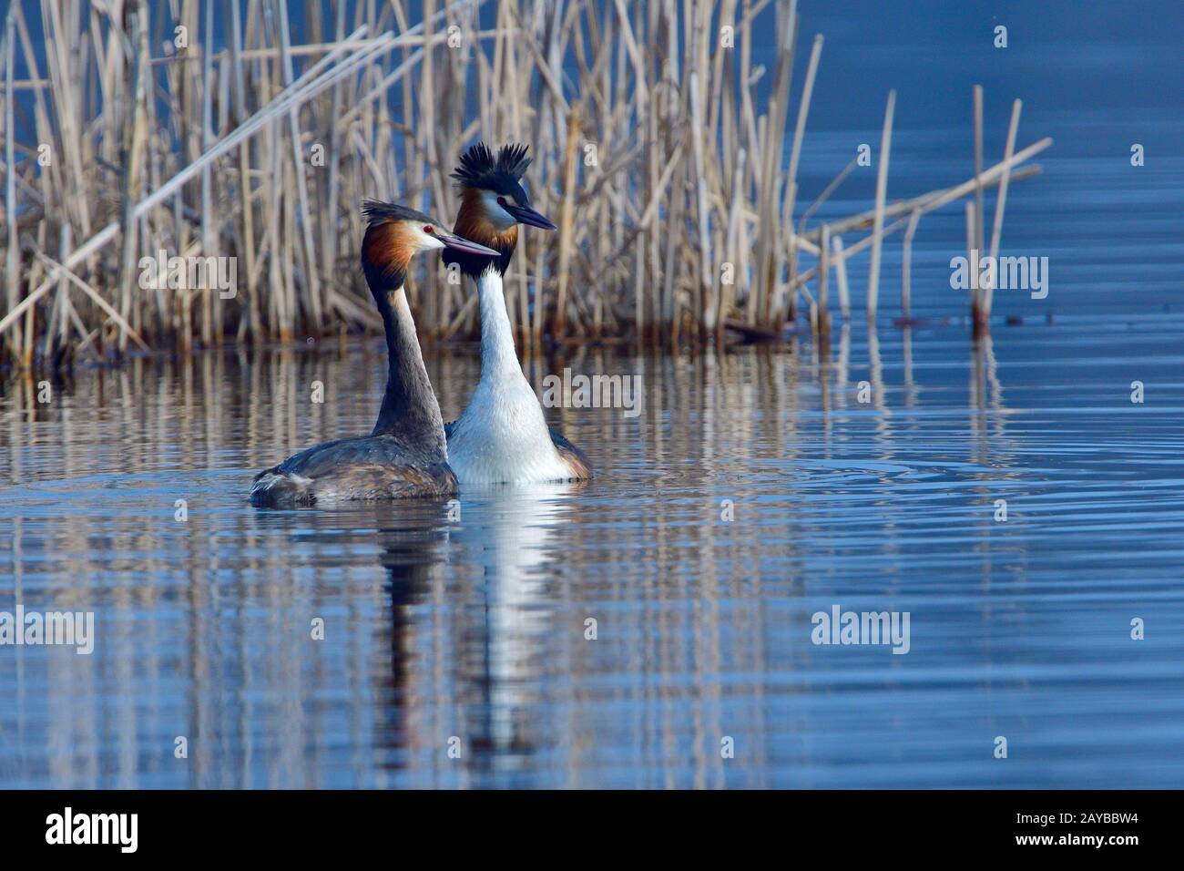 Super Crested Grebe à la Penguin Dance Banque D'Images