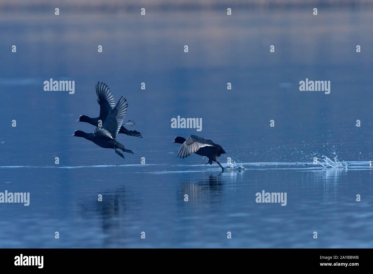 Tétras à gorge bleue Banque D'Images