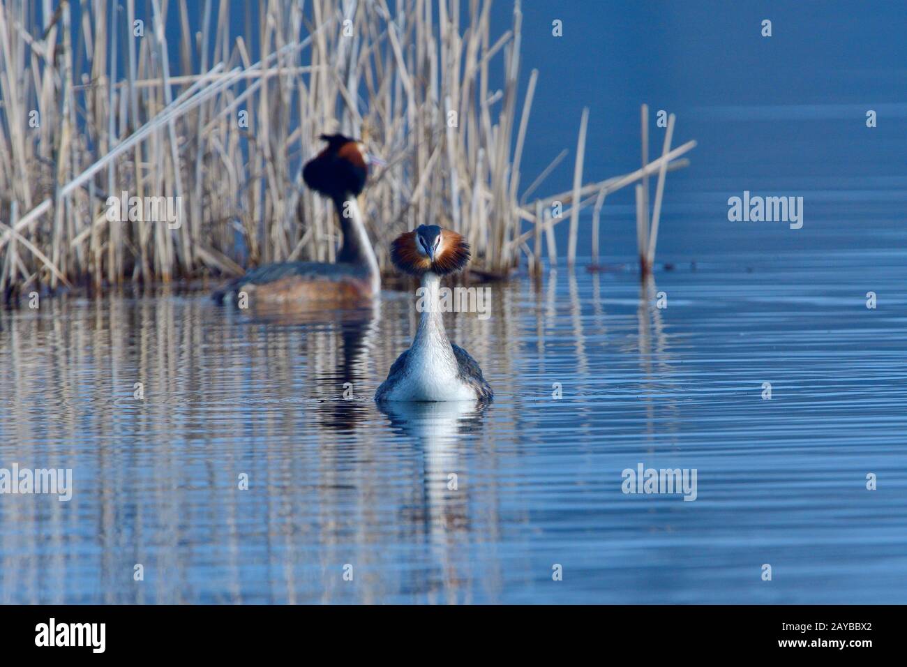 Super Crested Grebe à la Penguin Dance Banque D'Images