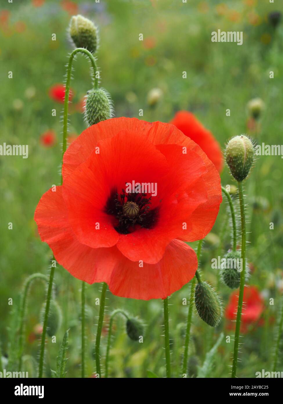 une fleur de pavot commune rouge vif avec des bourgeons avec un arrière-plan flou de pré d'été Banque D'Images