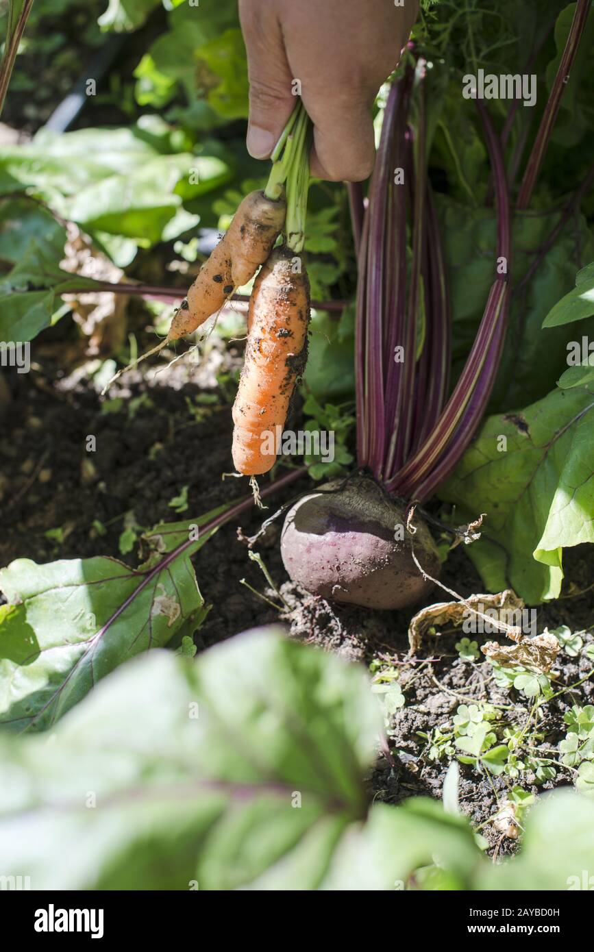 Récolter les carottes et la betterave dans le jardin Banque D'Images