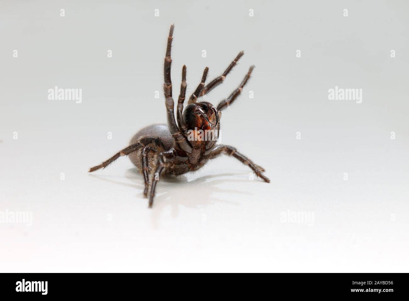 Un héros de Sydney Funnel Web Spider avec des fangs étendus. Banque D'Images