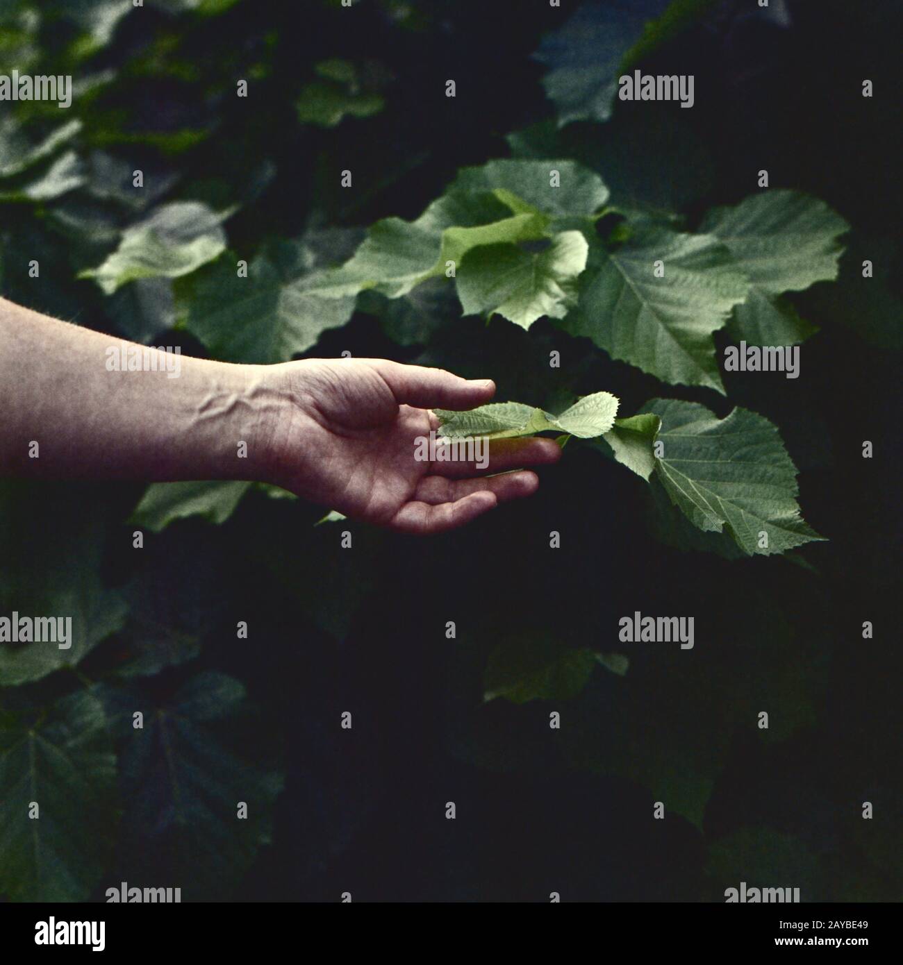 La main de l'homme touchant une feuille verte. Tourné sur mediumformat film. Banque D'Images
