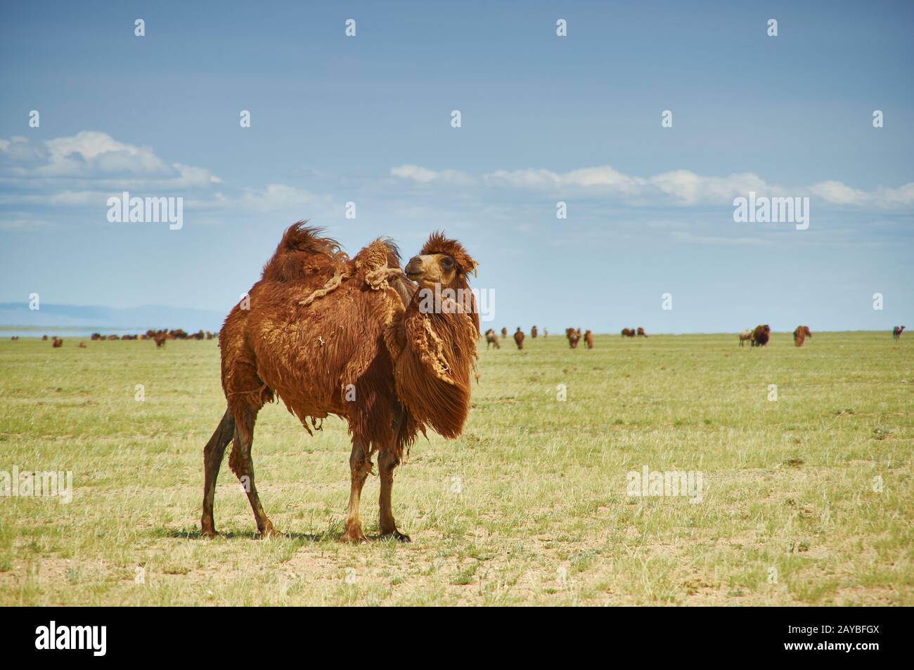 Bactrian ou chameau à deux humped Banque D'Images