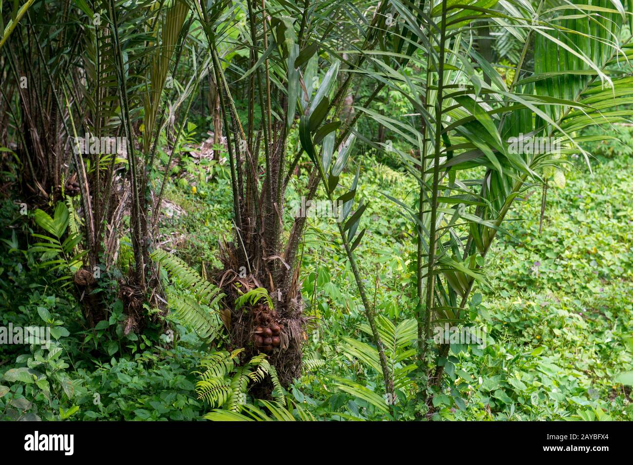 Une plantation de palmier aux fruits de serpent (Salak) avec des fruits qui poussent en grappes à la base de la paume sur l'île de Java en Indonésie. Banque D'Images