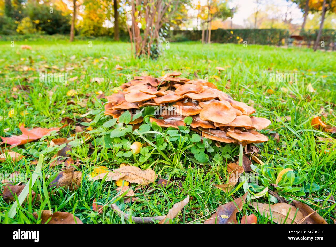 Groupe de champignons agariques au miel dans le parc de la ville Banque D'Images