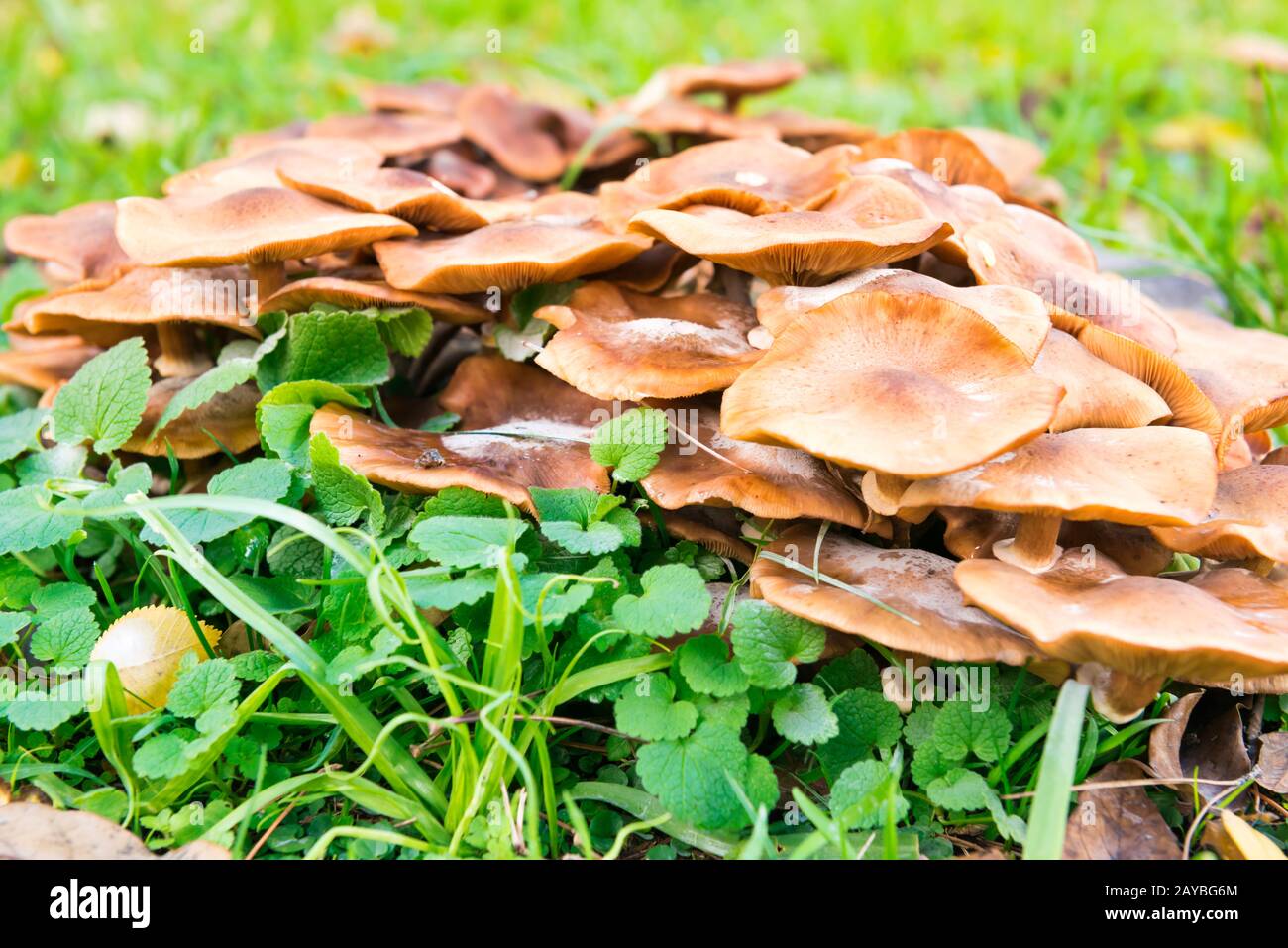 Groupe de champignons agariques au miel Banque D'Images