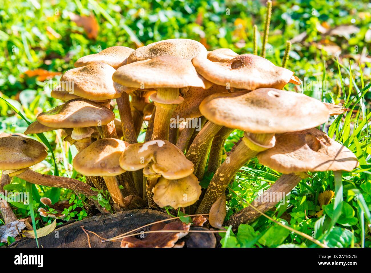 Groupe de champignons agariques au miel Banque D'Images