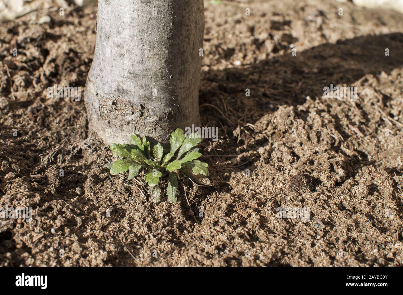 Arbre de ramification de gros plan la base du tronc Banque D'Images