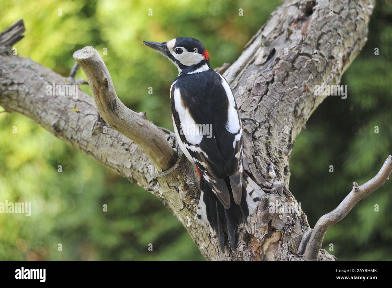 Great spotted woodpecker Banque D'Images