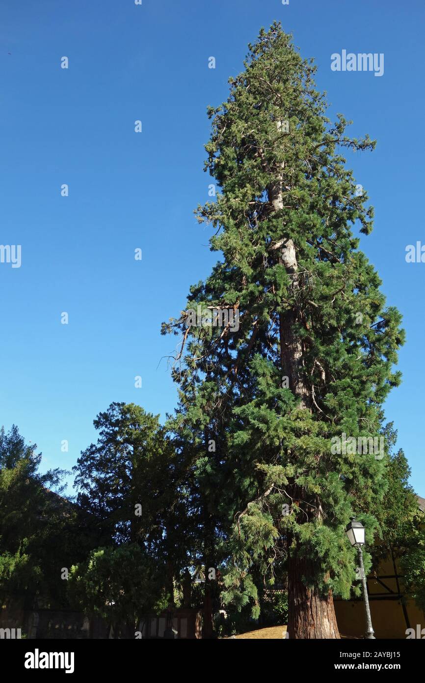 Séquoia géant à Ribeauvillé en France Banque D'Images