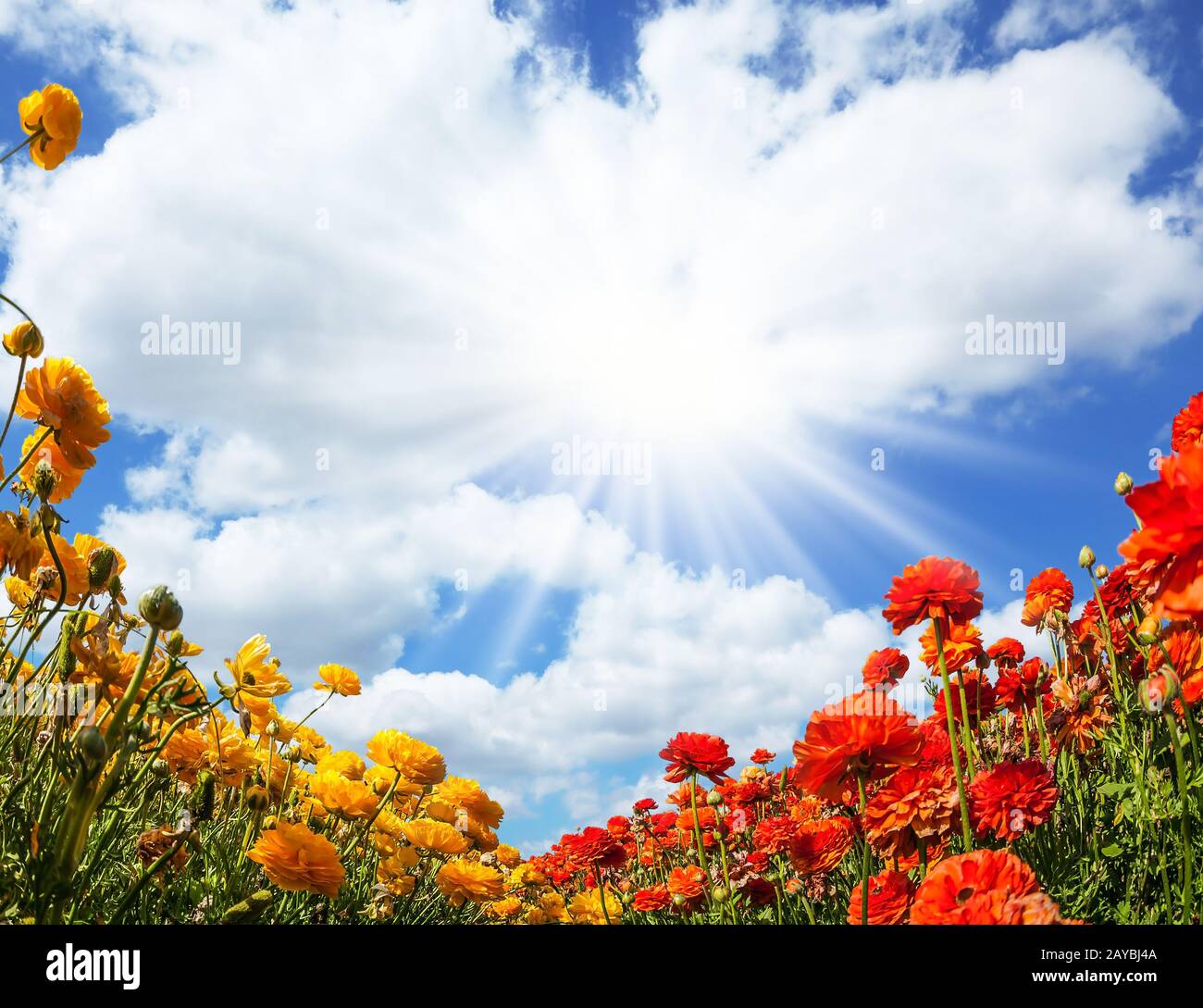 Nuages de cumulus luxuriants Banque D'Images