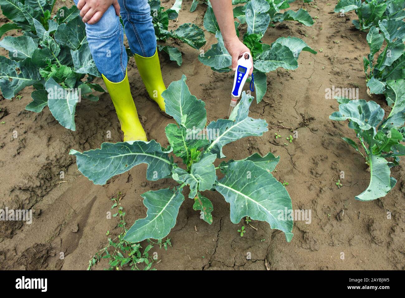La femme utilise le compteur numérique de sol dans le sol. Plantes de chou. Journée ensoleillée. Banque D'Images