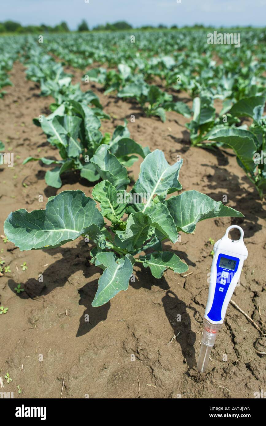 Appareil numérique de pH-mètre piqué dans le sol. Banque D'Images