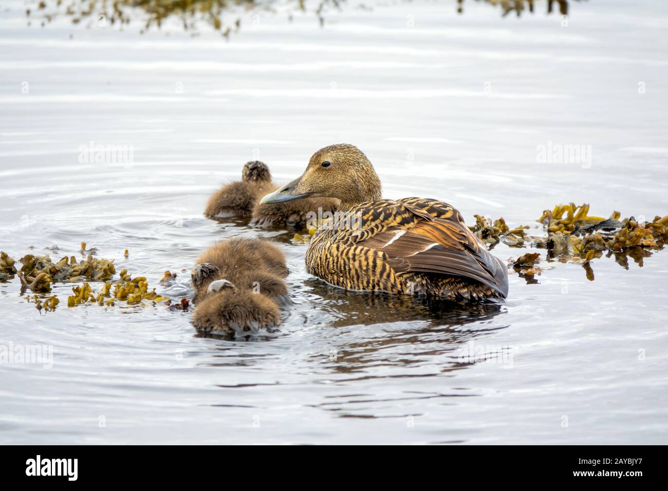Famille Eider commune Banque D'Images