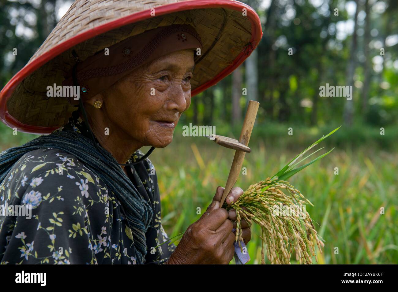 Portrait d'une vieille femme agricole qui récolte du riz, montrant le couteau utilisé pour couper le riz, près du temple de Borobudur situé dans le centre de l'île Java, Indo Banque D'Images