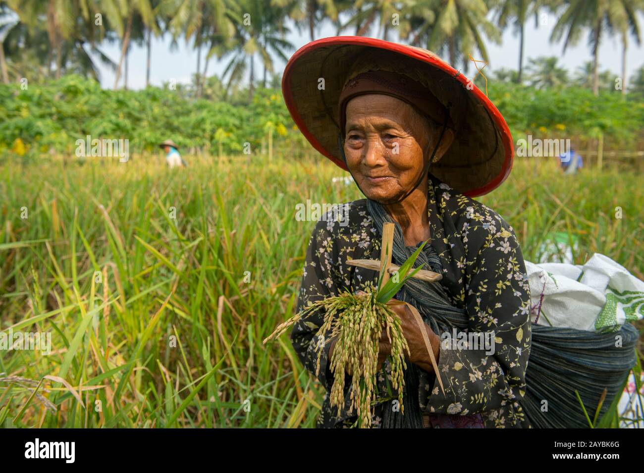 Portrait d'une vieille femme agricole qui récolte du riz, montrant le couteau pour couper le riz, près du temple de Borobudur situé dans le centre de l'île Java, Indonésie. Banque D'Images
