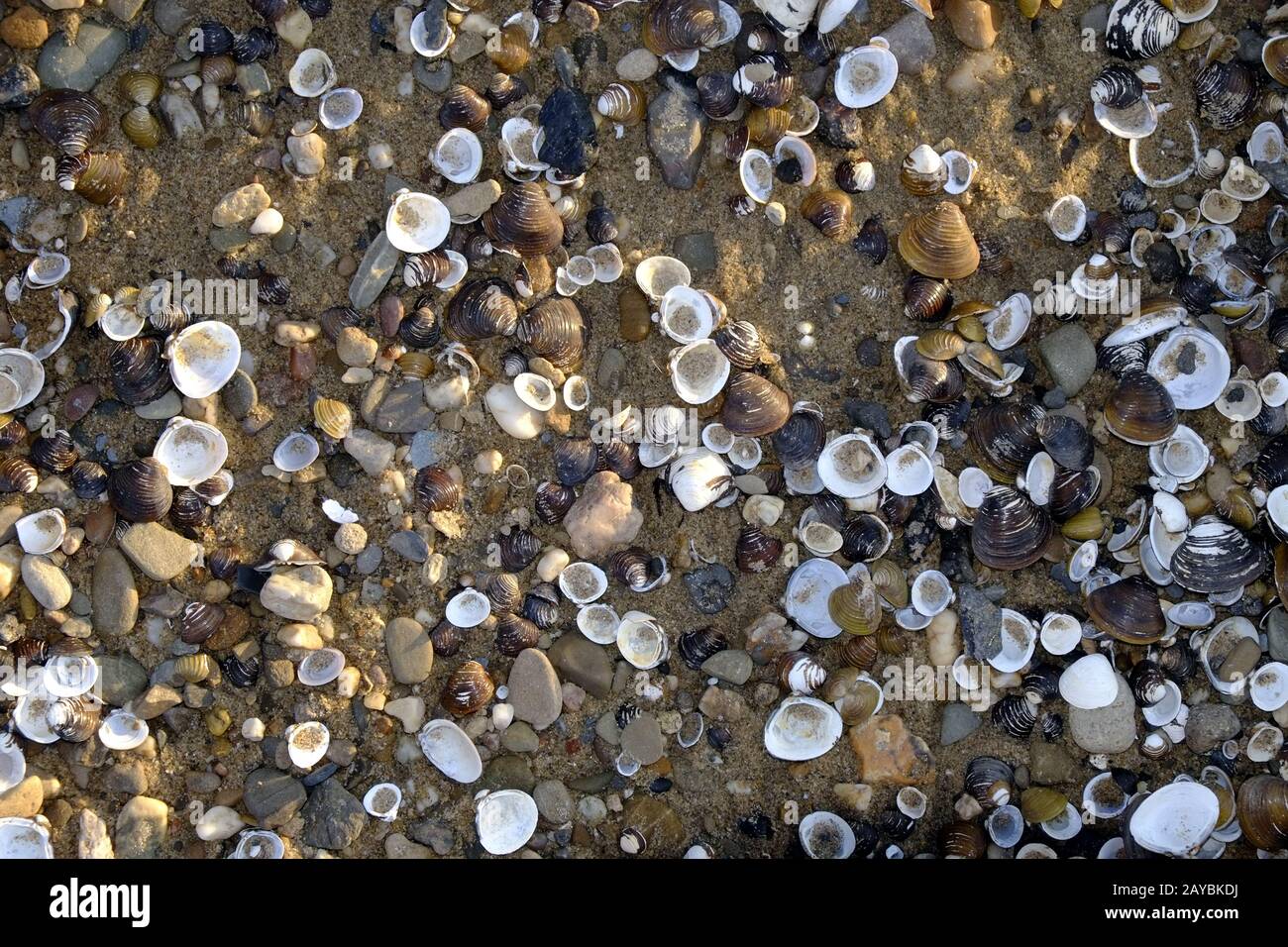 Palourdes, coquilles de palourdes Banque D'Images