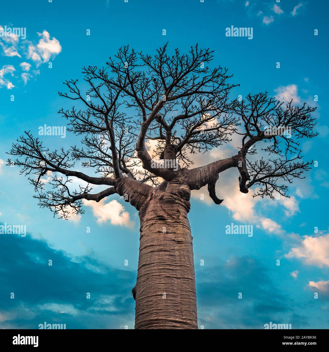 Lever de soleil sur l'Avenue des baobabs, Madagascar Banque D'Images