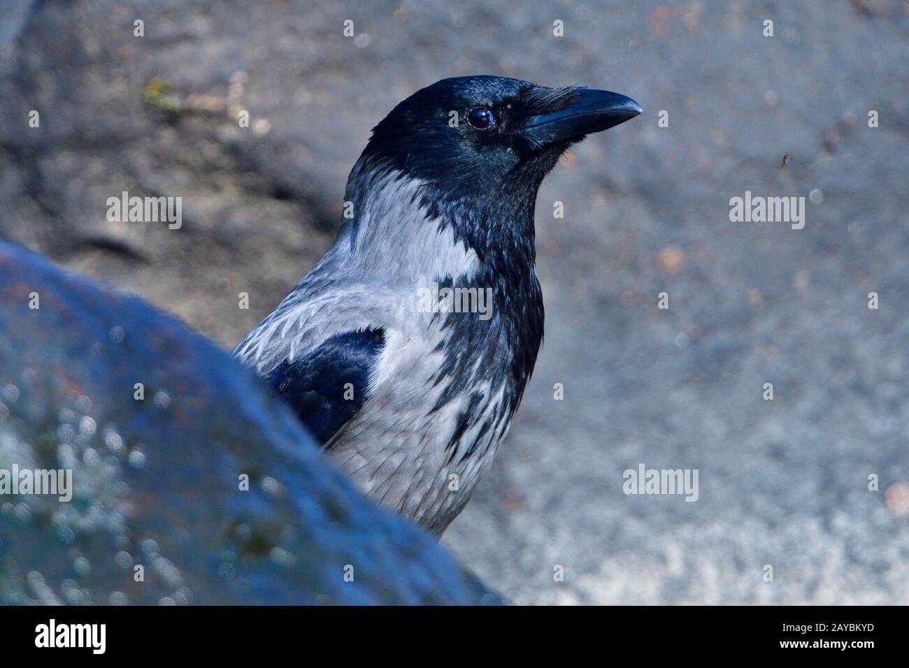 corneille de brouillard Banque D'Images