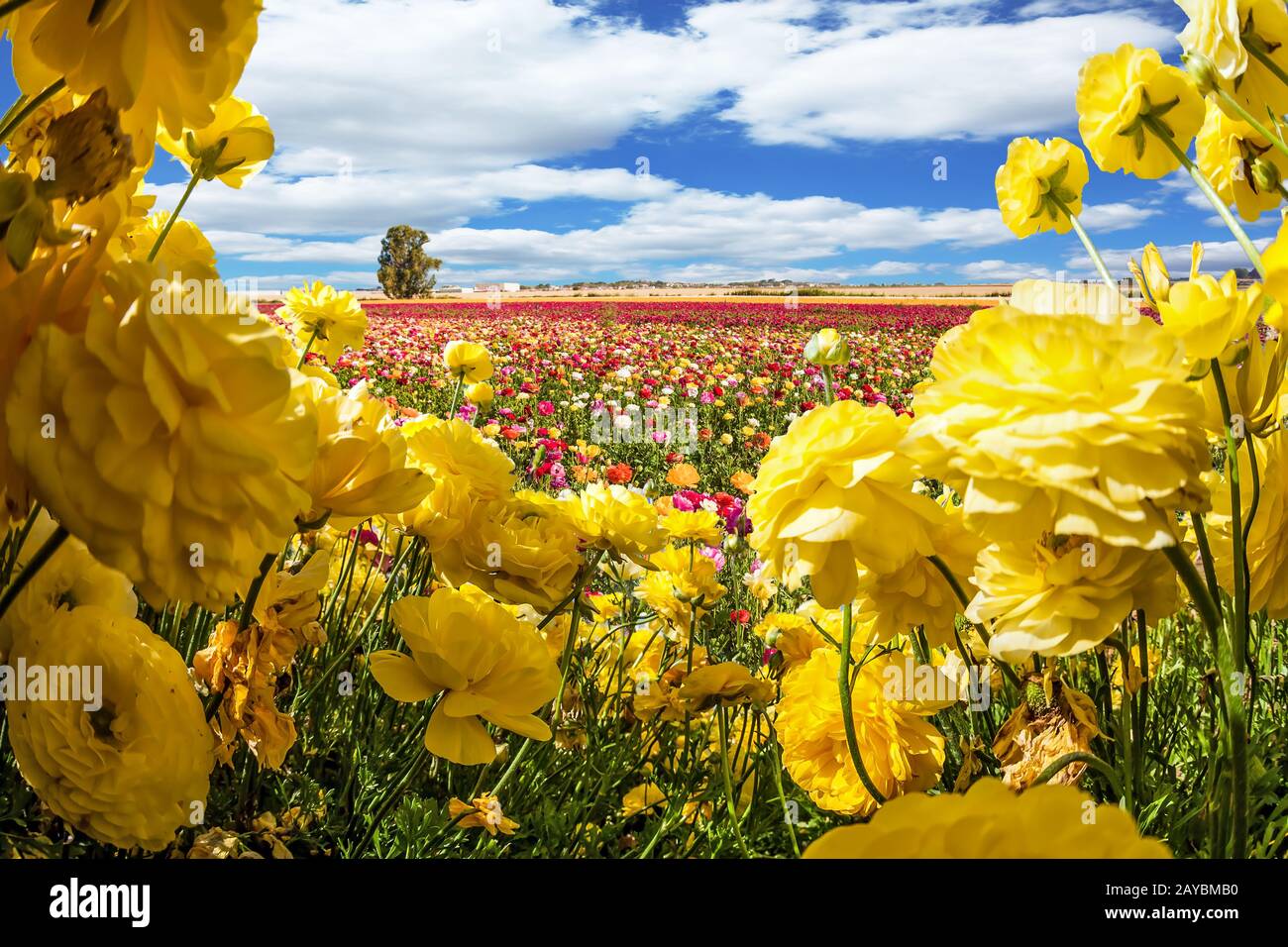 Buttertasses colorées fleuries Banque D'Images