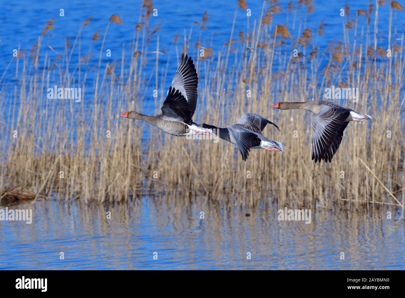 Graugaense Banque D'Images