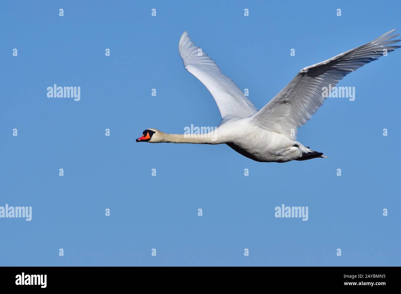 Hoeckerschwan Banque D'Images