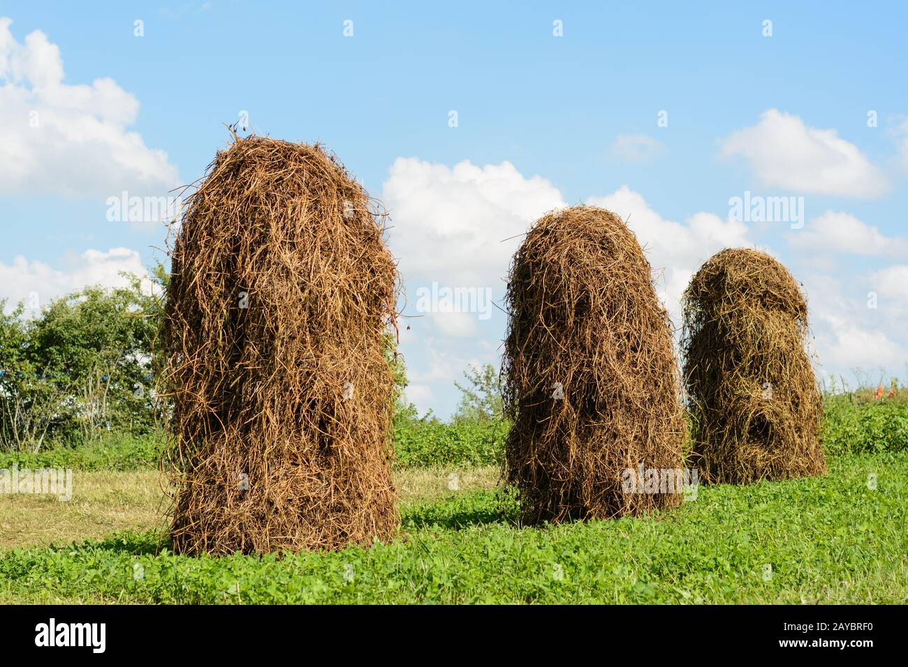 Haystack pour le séchage dans l'industrie agricole laborieusement détourné jusqu'à des haystacks - paysan Banque D'Images