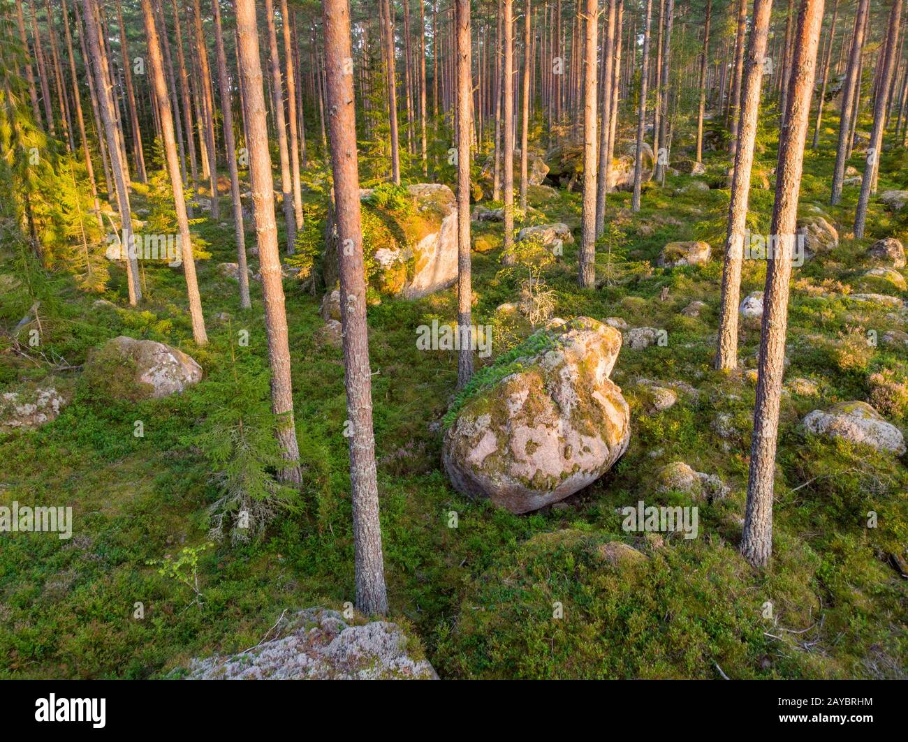 Forêt d'Evergreen avec de grands rochers et un faible soleil Banque D'Images