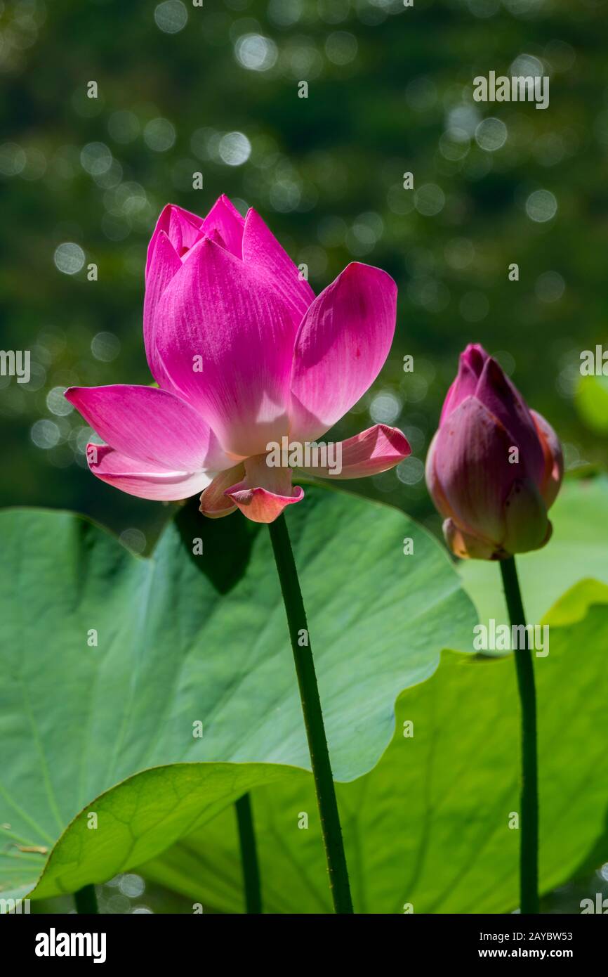 Lotus fleurit dans une lune, une partie du palais royal de Karangasem dans la ville d'Amlapura, Bali est, Indonésie. Banque D'Images