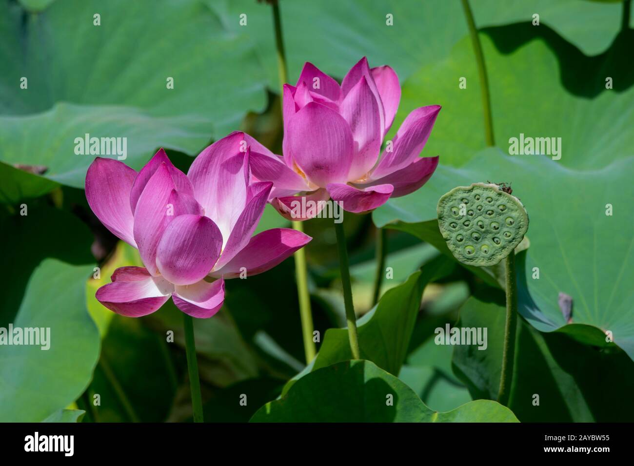 Lotus fleurit dans une lune, une partie du palais royal de Karangasem dans la ville d'Amlapura, Bali est, Indonésie. Banque D'Images