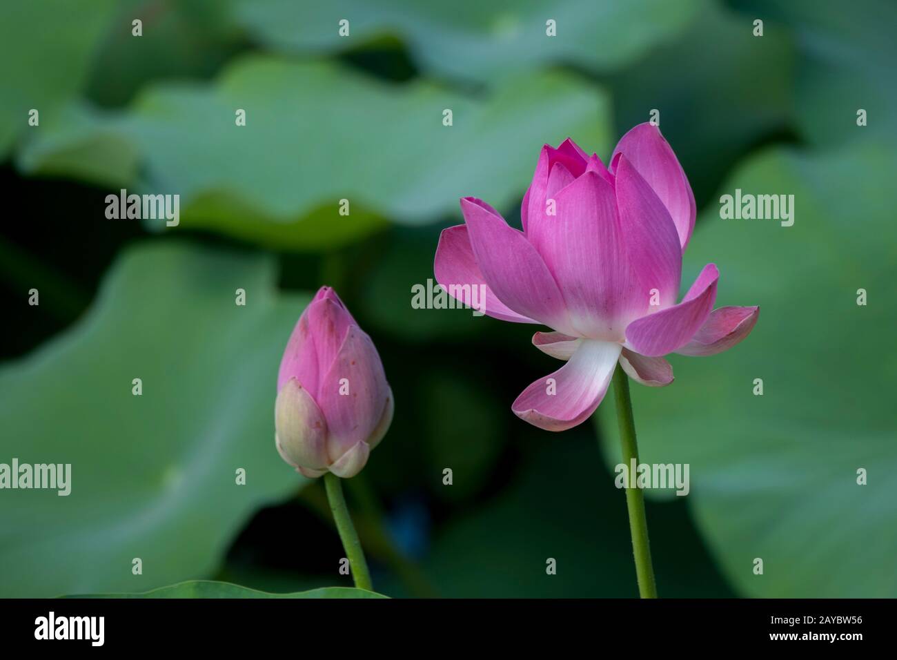 Lotus fleurit dans une lune, une partie du palais royal de Karangasem dans la ville d'Amlapura, Bali est, Indonésie. Banque D'Images
