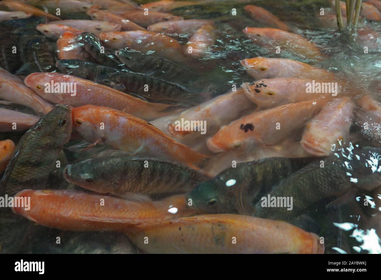 Les marchés locaux des fruits de mer Retail des fruits de mer frais directement des bateaux et de la pêche pour approvisionner les familles et les restaurants, le poisson essentiel. Banque D'Images