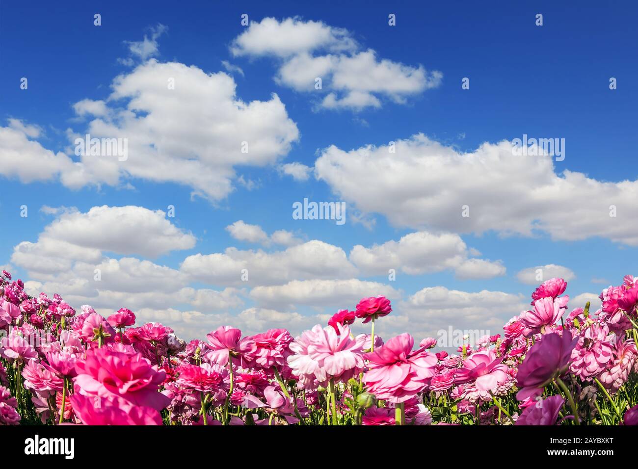 Adorables buttercups - ranunculus Banque D'Images