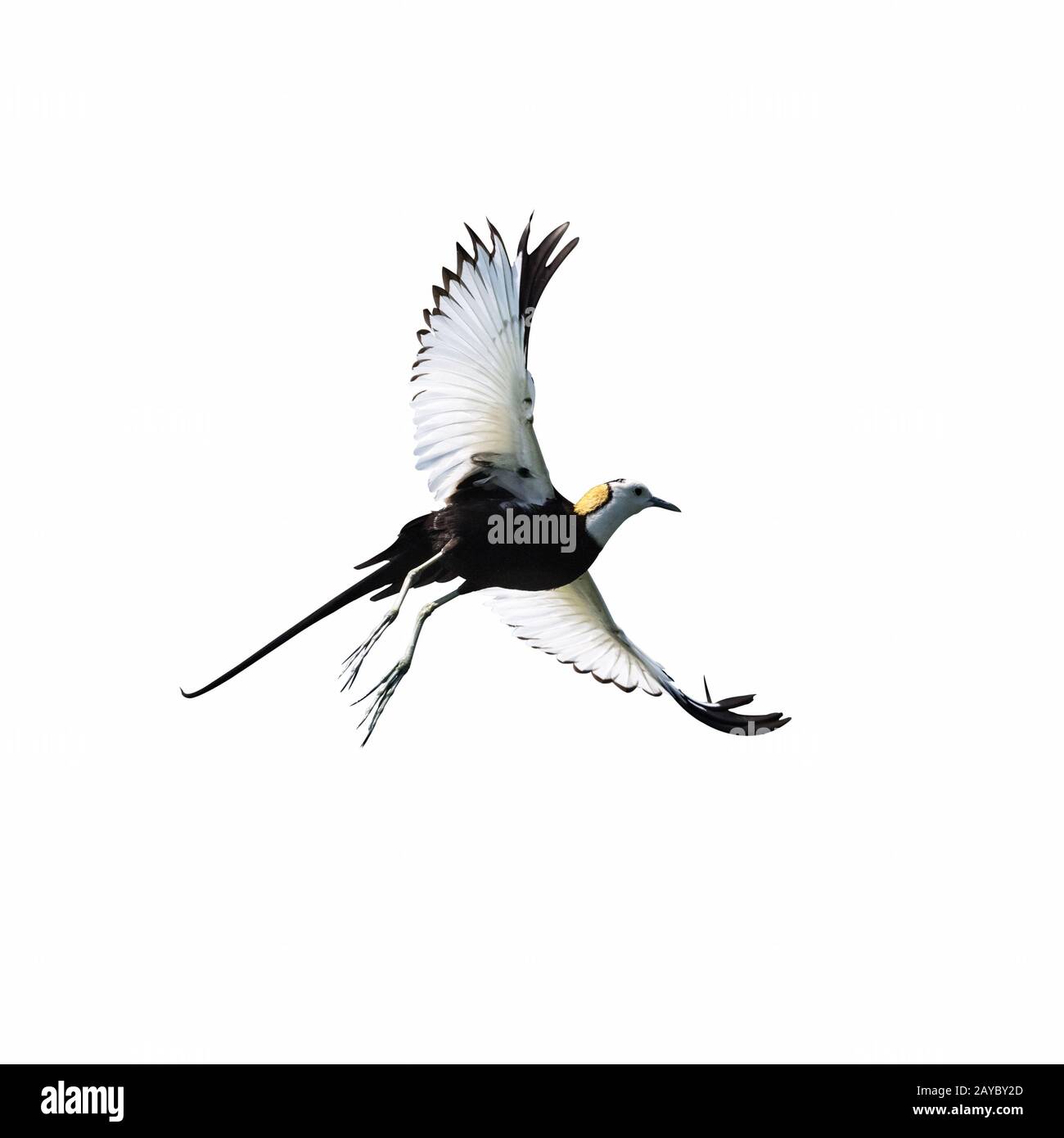 jacana à queue de pheasant isolé sur blanc Banque D'Images