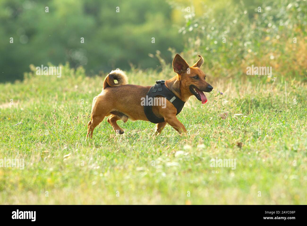 Cute dog jouant sur un pré. L'âge de presque 2 ans. Parson Jack Russell -  berger allemand - Chihuahua mix Photo Stock - Alamy