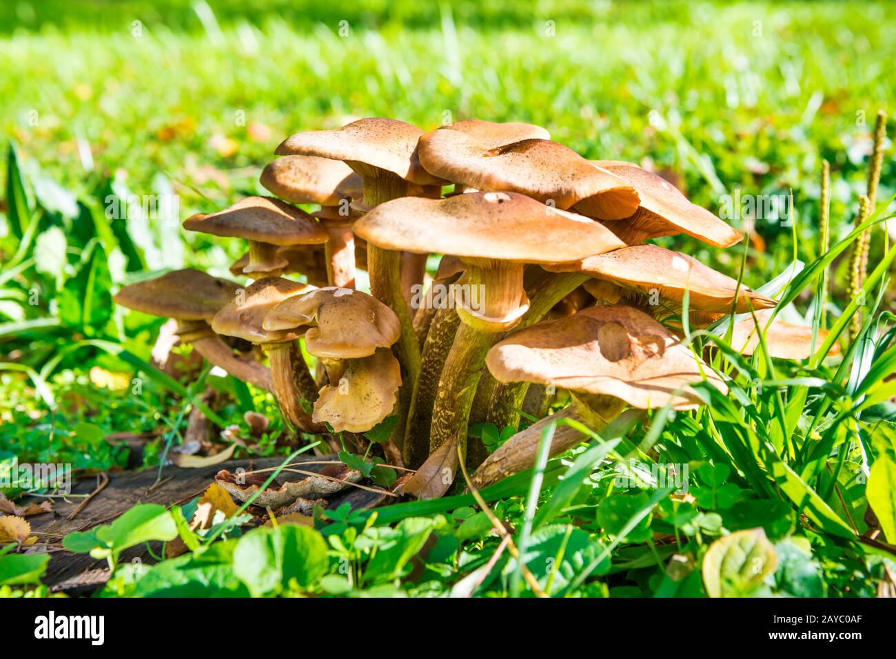 Groupe de champignons agariques au miel Banque D'Images